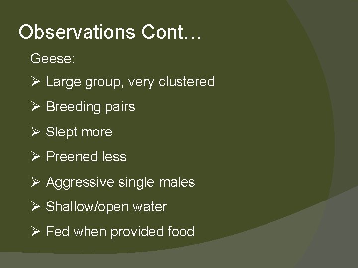 Observations Cont… Geese: Ø Large group, very clustered Ø Breeding pairs Ø Slept more