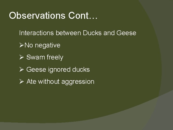 Observations Cont… Interactions between Ducks and Geese ØNo negative Ø Swam freely Ø Geese