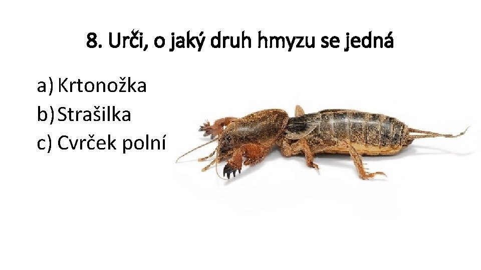 8. Urči, o jaký druh hmyzu se jedná a) Krtonožka b) Strašilka c) Cvrček