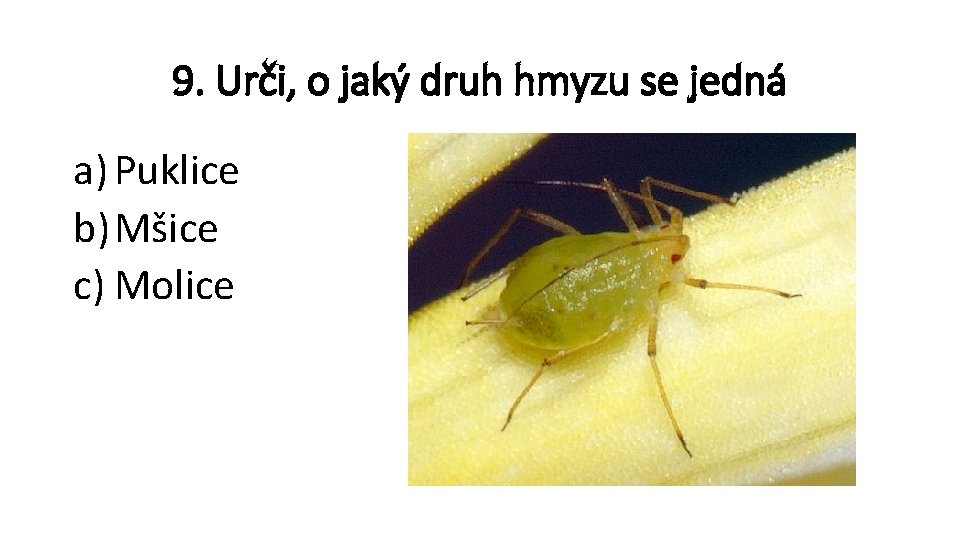 9. Urči, o jaký druh hmyzu se jedná a) Puklice b) Mšice c) Molice