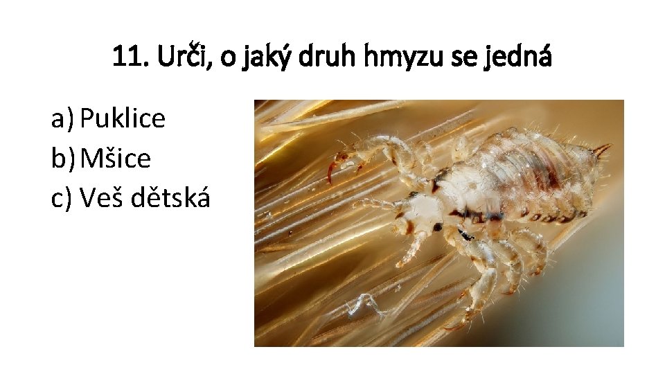 11. Urči, o jaký druh hmyzu se jedná a) Puklice b) Mšice c) Veš