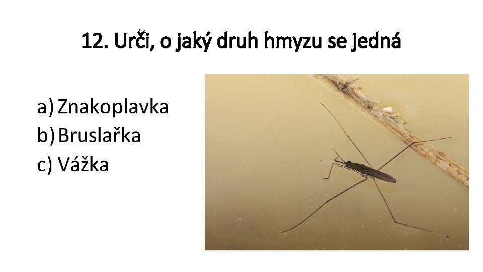 12. Urči, o jaký druh hmyzu se jedná a) Znakoplavka b) Bruslařka c) Vážka