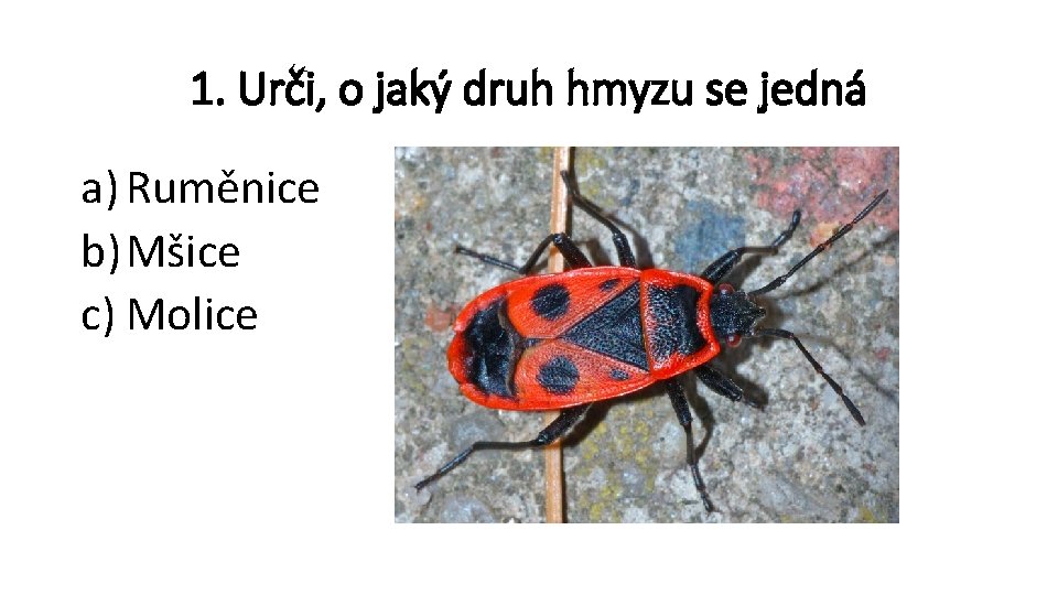 1. Urči, o jaký druh hmyzu se jedná a) Ruměnice b) Mšice c) Molice