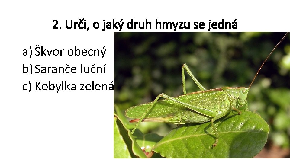 2. Urči, o jaký druh hmyzu se jedná a) Škvor obecný b) Saranče luční