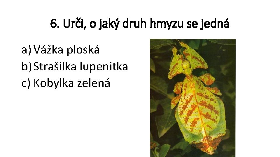 6. Urči, o jaký druh hmyzu se jedná a) Vážka ploská b) Strašilka lupenitka