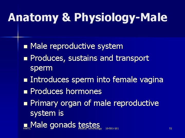 Anatomy & Physiology-Male reproductive system n Produces, sustains and transport sperm n Introduces sperm