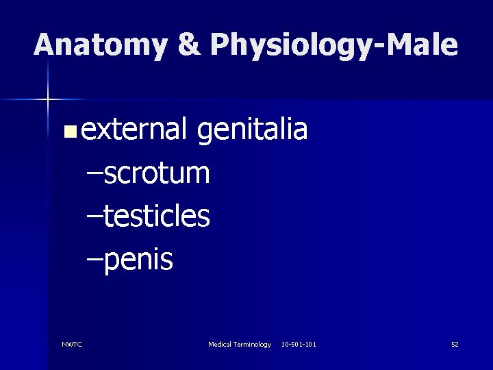 Anatomy & Physiology-Male n external genitalia –scrotum –testicles –penis NWTC Medical Terminology 10 -501