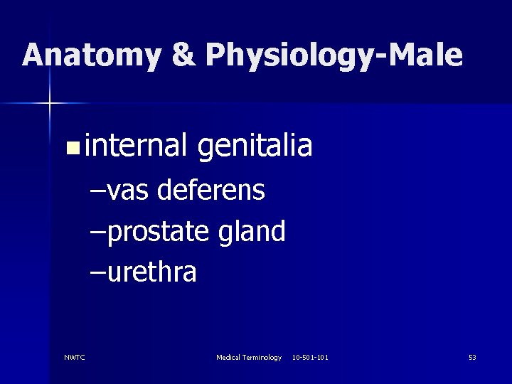 Anatomy & Physiology-Male n internal genitalia –vas deferens –prostate gland –urethra NWTC Medical Terminology
