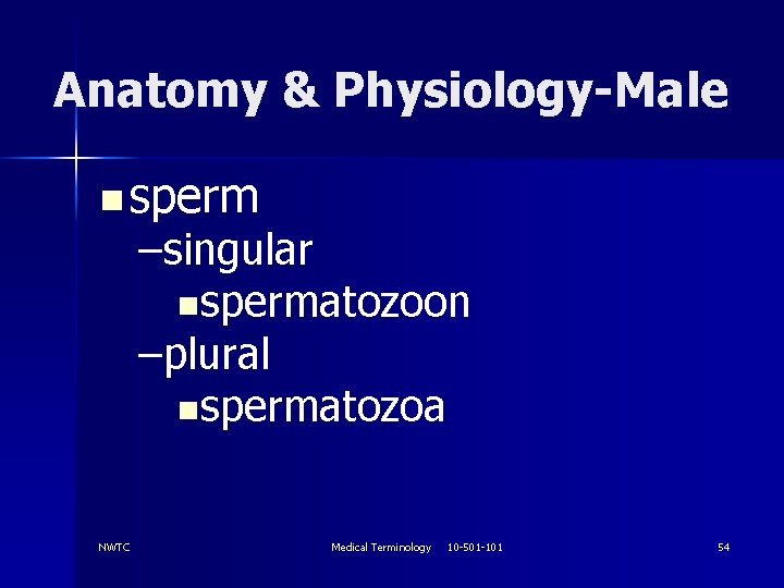 Anatomy & Physiology-Male n sperm –singular nspermatozoon –plural nspermatozoa NWTC Medical Terminology 10 -501