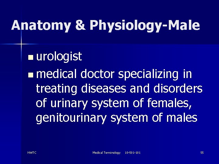 Anatomy & Physiology-Male n urologist n medical doctor specializing in treating diseases and disorders