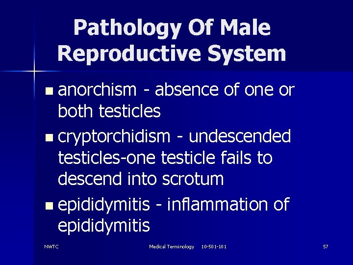 Pathology Of Male Reproductive System n anorchism - absence of one or both testicles