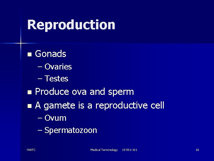 Reproduction n Gonads – Ovaries – Testes Produce ova and sperm n A gamete