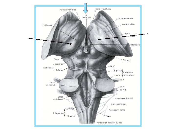 left thalamus right thalamus 