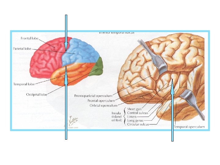 central sulcus lateral sulcus insula 