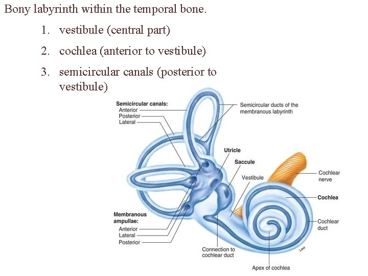 Bony labyrinth within the temporal bone. 1. vestibule (central part) 2. cochlea (anterior to