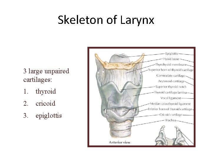 Skeleton of Larynx 3 large unpaired cartilages: 1. thyroid 2. cricoid 3. epiglottis 