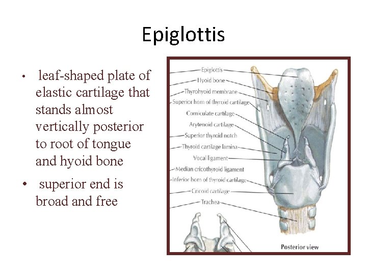 Epiglottis • leaf-shaped plate of elastic cartilage that stands almost vertically posterior to root