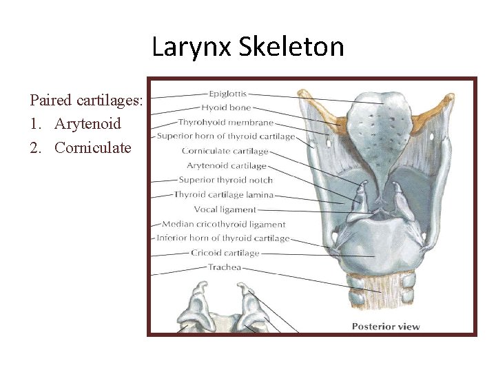 Larynx Skeleton Paired cartilages: 1. Arytenoid 2. Corniculate 