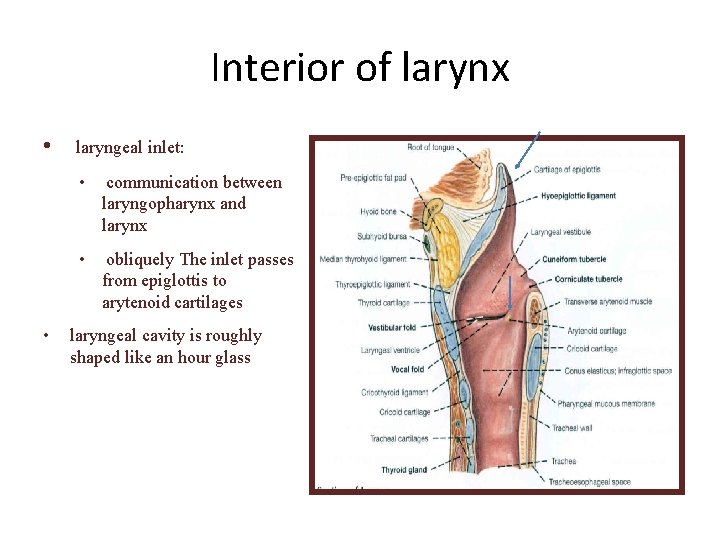 Interior of larynx • • laryngeal inlet: • communication between laryngopharynx and larynx •