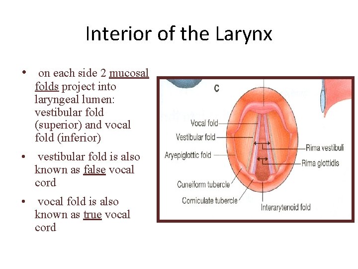 Interior of the Larynx • on each side 2 mucosal folds project into laryngeal