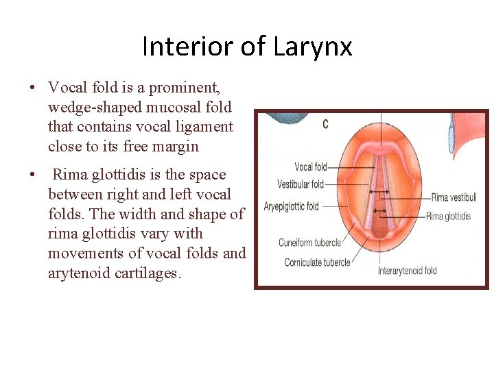 Interior of Larynx • Vocal fold is a prominent, wedge-shaped mucosal fold that contains