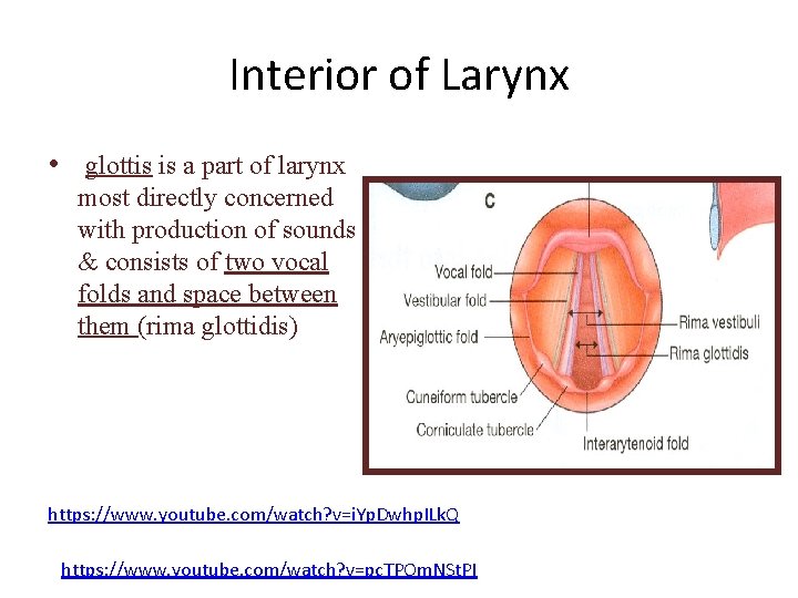 Interior of Larynx • glottis is a part of larynx most directly concerned with