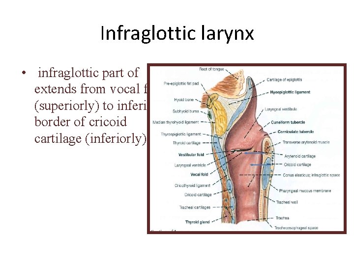 Infraglottic larynx • infraglottic part of extends from vocal folds (superiorly) to inferior border