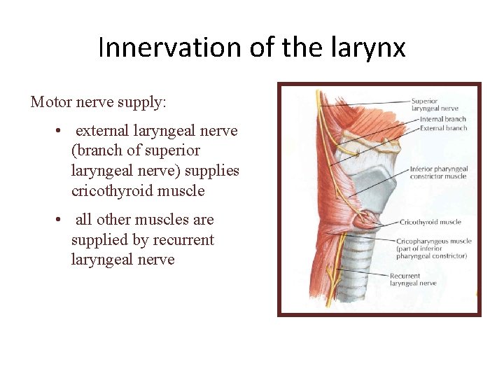 Innervation of the larynx Motor nerve supply: • external laryngeal nerve (branch of superior