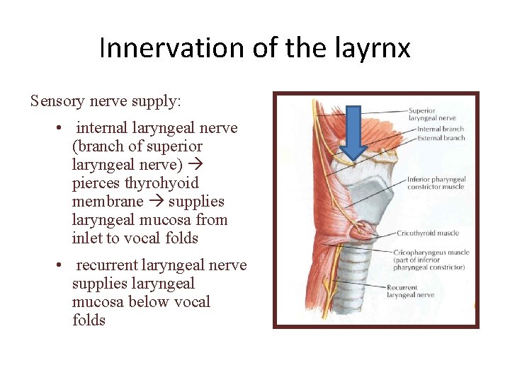 Innervation of the layrnx Sensory nerve supply: • internal laryngeal nerve (branch of superior