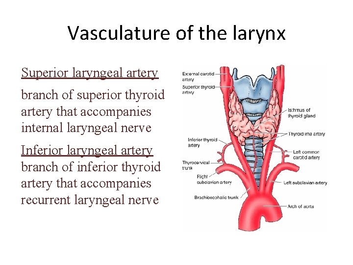 Vasculature of the larynx Superior laryngeal artery branch of superior thyroid artery that accompanies