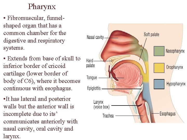 Pharynx • Fibromuscular, funnelshaped organ that has a common chamber for the digestive and