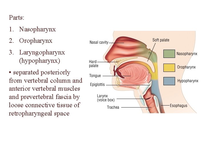 Parts: 1. Nasopharynx 2. Oropharynx 3. Laryngopharynx (hypopharynx) • separated posteriorly from vertebral column