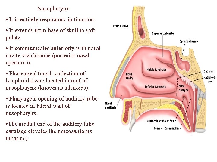 Nasopharynx • It is entirely respiratory in function. • It extends from base of