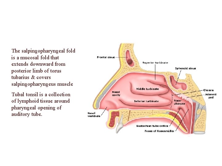 The salpingopharyngeal fold is a mucosal fold that extends downward from posterior limb of