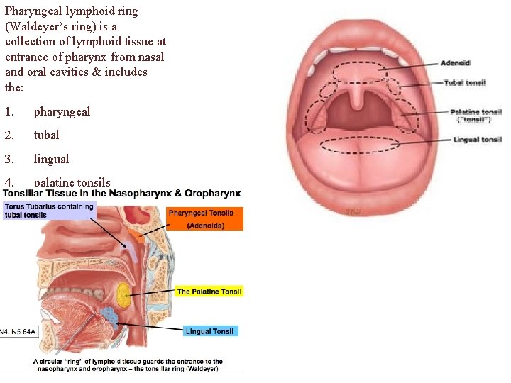 Pharyngeal lymphoid ring (Waldeyer’s ring) is a collection of lymphoid tissue at entrance of