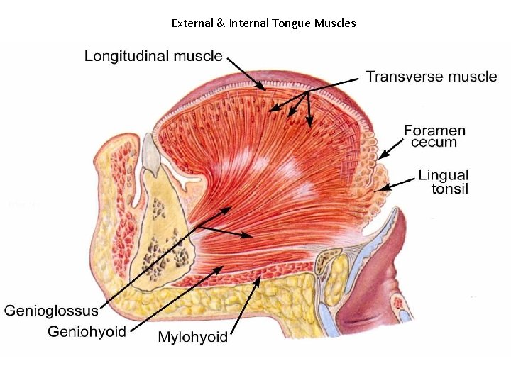 External & Internal Tongue Muscles 