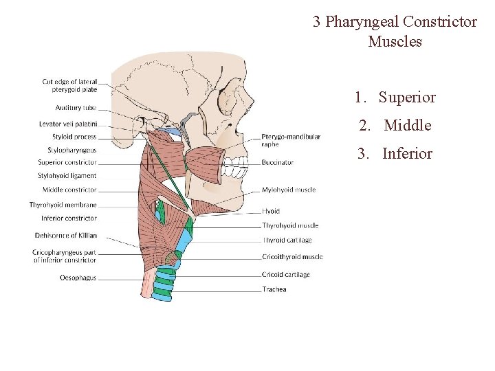3 Pharyngeal Constrictor Muscles 1. Superior 2. Middle 3. Inferior 