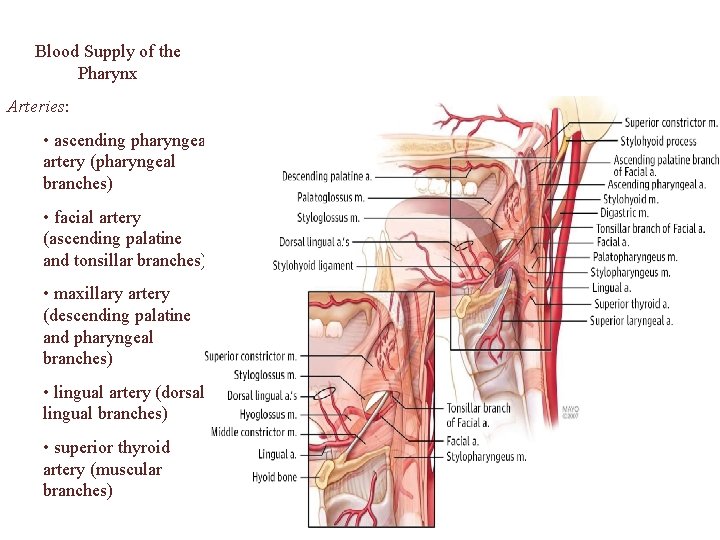 Blood Supply of the Pharynx Arteries: • ascending pharyngeal artery (pharyngeal branches) • facial