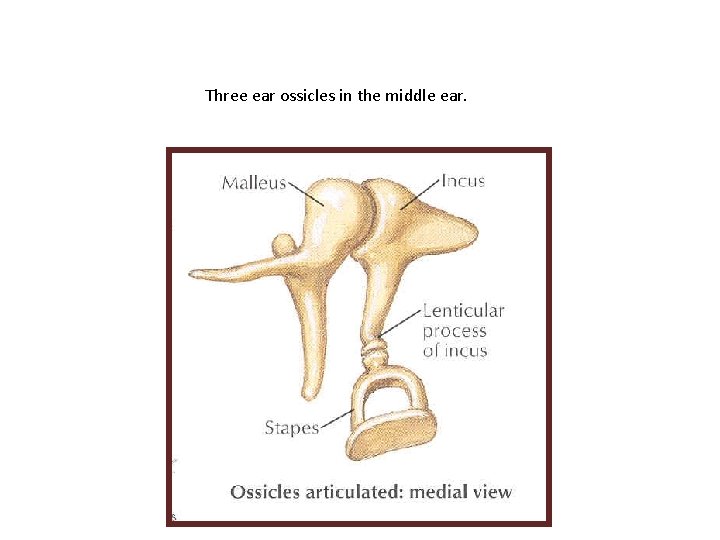 Three ear ossicles in the middle ear. 