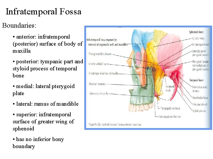 Infratemporal Fossa Boundaries: • anterior: infratemporal (posterior) surface of body of maxilla • posterior: