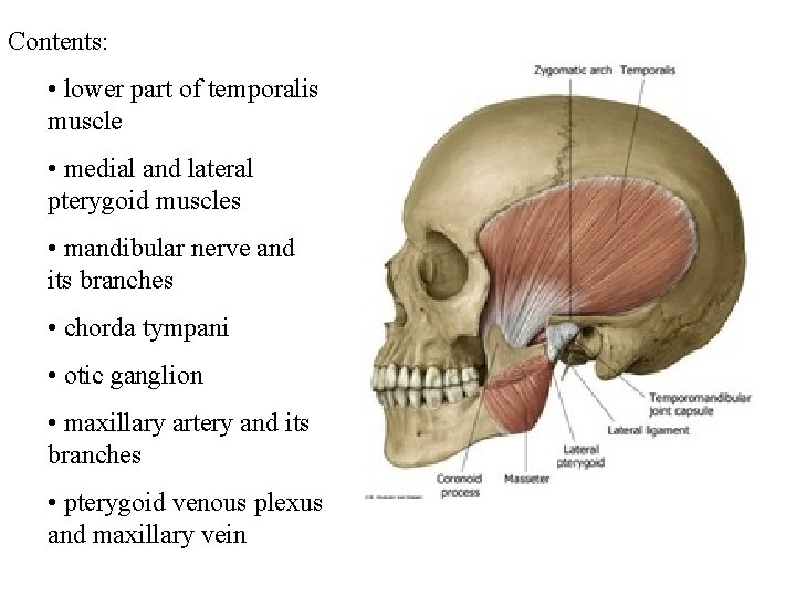 Contents: • lower part of temporalis muscle • medial and lateral pterygoid muscles •