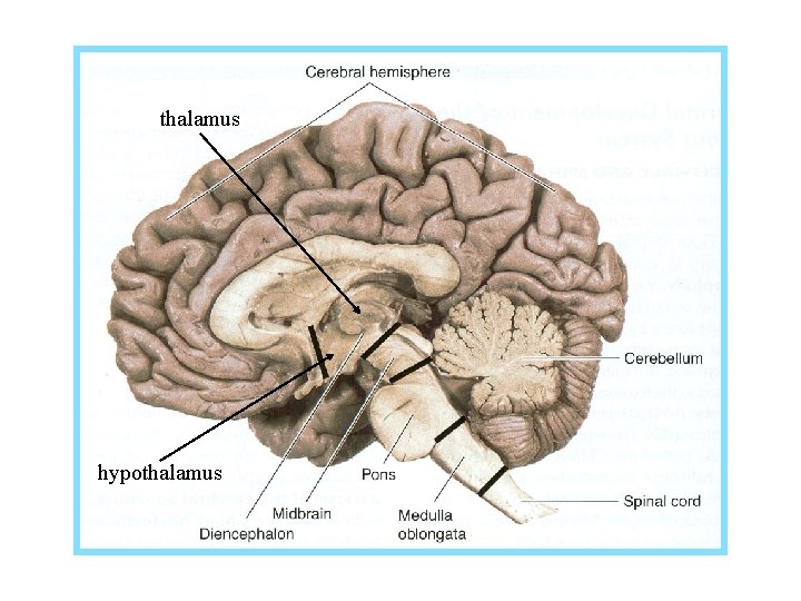 thalamus hypothalamus 