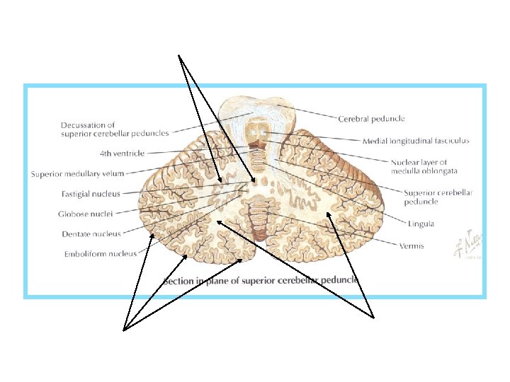 cerebellar nuclei cerebellar cortex subcortical white matter 