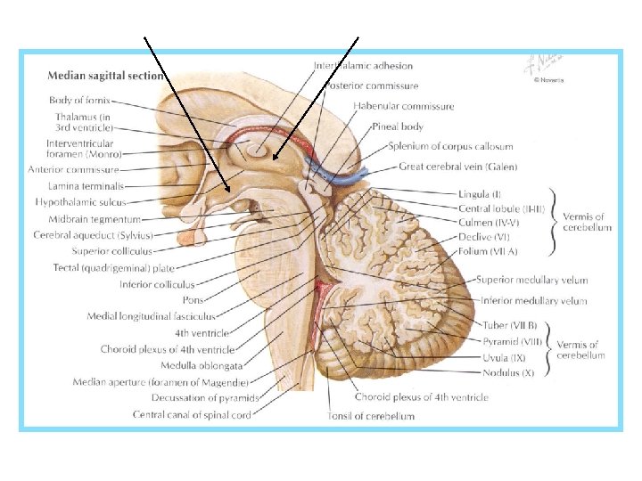 hypothalamus 