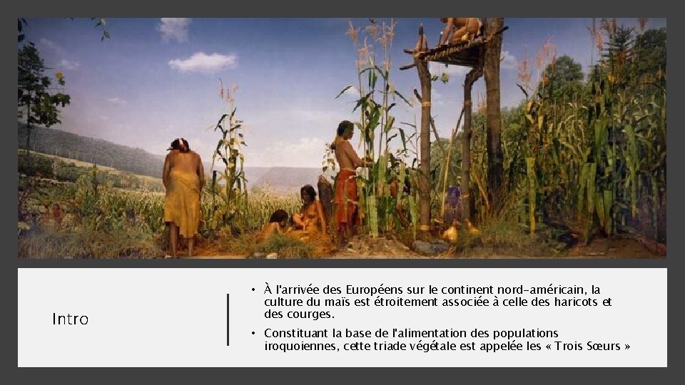 Intro • À l'arrivée des Européens sur le continent nord-américain, la culture du maïs