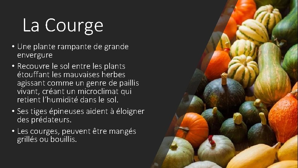 La Courge • Une plante rampante de grande envergure • Recouvre le sol entre