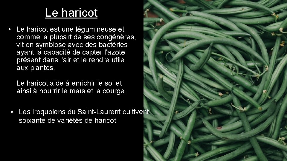 Le haricot • Le haricot est une légumineuse et, comme la plupart de ses