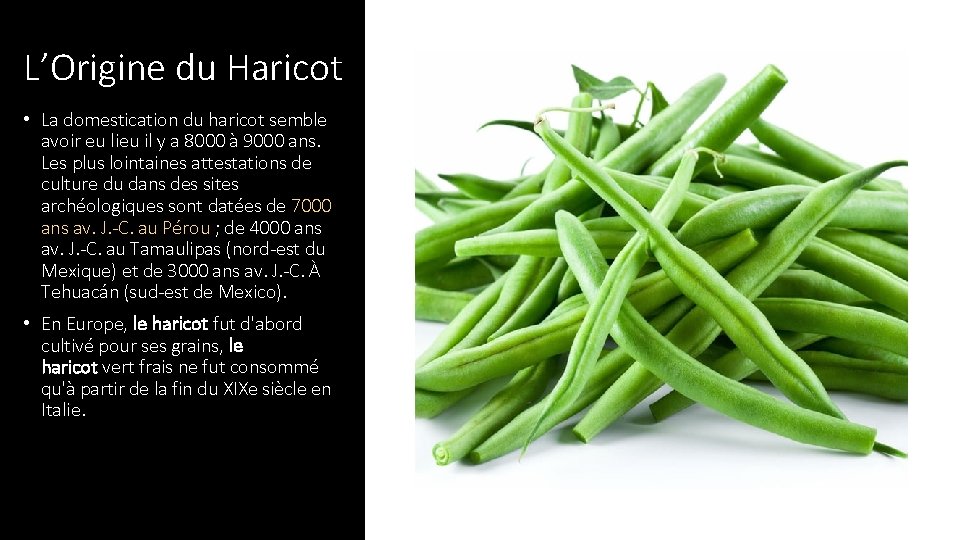 L’Origine du Haricot • La domestication du haricot semble avoir eu lieu il y