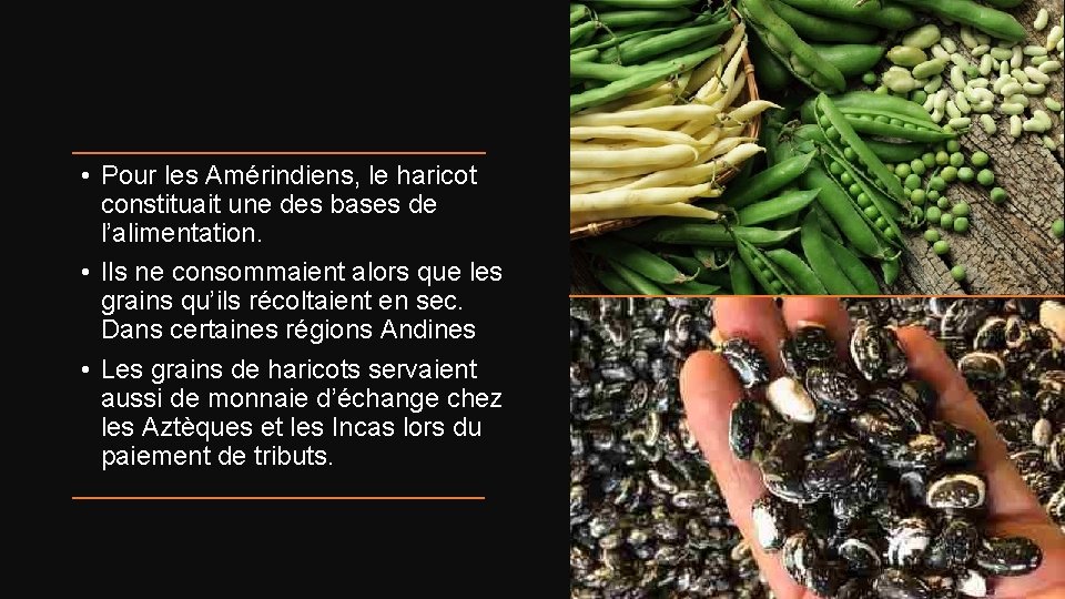  • Pour les Amérindiens, le haricot constituait une des bases de l’alimentation. •