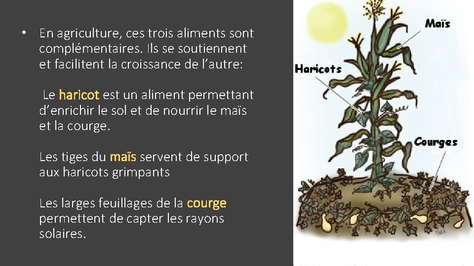  • En agriculture, ces trois aliments sont complémentaires. Ils se soutiennent et facilitent